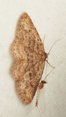 Mycterophora rubricans