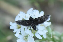 Heliothela wulfeniana