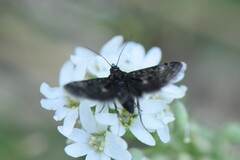 Heliothela wulfeniana
