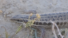 Heremites septemtaeniatus