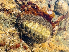 Chaetopleura