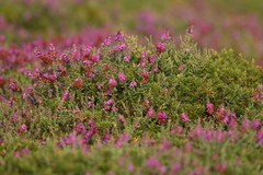 Erica ciliaris