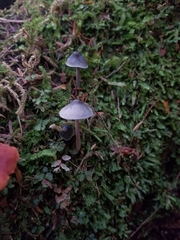 Mycena amicta