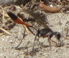 Ammophila heydeni