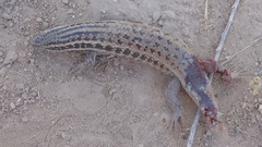 Heremites septemtaeniatus