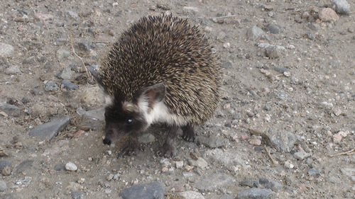 Desert Hedgehog