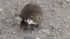 Paraechinus aethiopicus