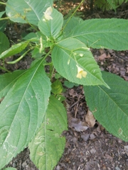 Impatiens parviflora