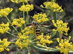 Cerioidini