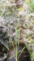 Carex garberi
