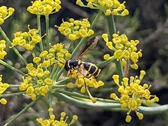 Cerioidini