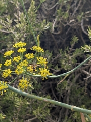 Cerioidini