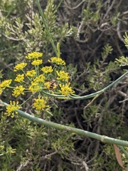 Cerioidini