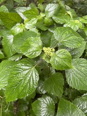 Ageratina roanensis