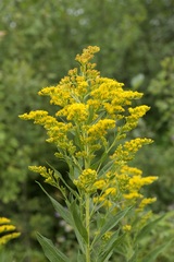 Solidago
