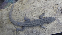 Mediodactylus