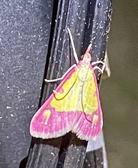Choristostigma roseopennalis