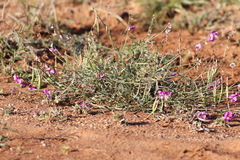 Swainsona campylantha