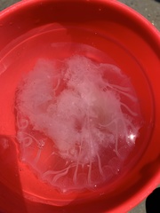 Chrysaora chesapeakei