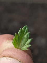 Euphrasia hudsoniana