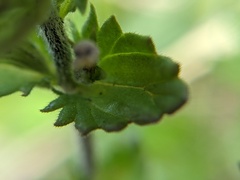 Euphrasia hudsoniana