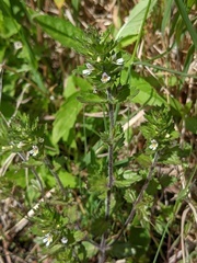 Euphrasia hudsoniana