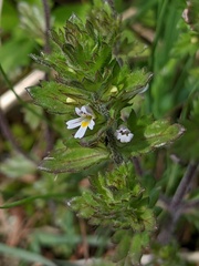 Euphrasia hudsoniana