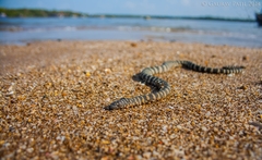 Acrochordus granulatus