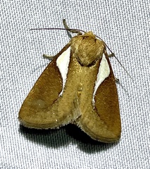 Prolimacodes trigona