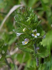 Euphrasia hudsoniana