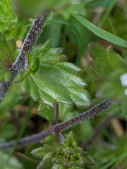 Euphrasia hudsoniana