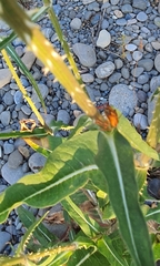 Carpocoris mediterraneus
