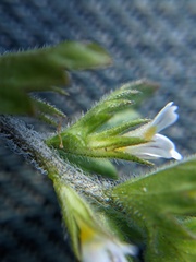 Euphrasia hudsoniana