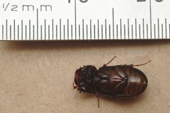 Acrossidius tasmaniae