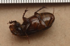 Acrossidius tasmaniae
