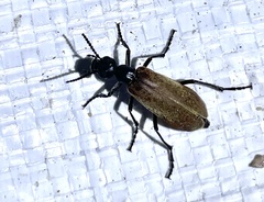 Epicauta ochrea