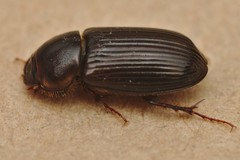 Acrossidius tasmaniae
