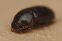 Acrossidius tasmaniae