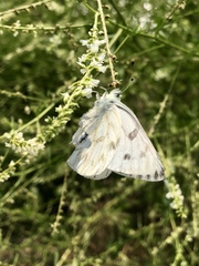 Pontia occidentalis