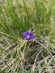 Pinguicula