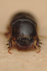 Acrossidius tasmaniae