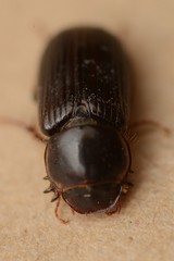 Acrossidius tasmaniae