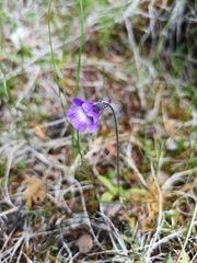 Pinguicula