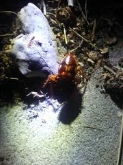 Shelfordella lateralis