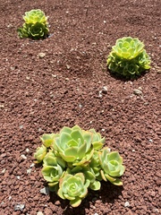 Aeonium lancerottense