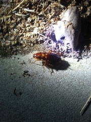 Shelfordella lateralis