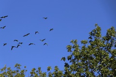 Aratinga nenday