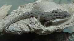 Mediodactylus