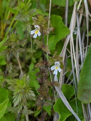 Euphrasia hudsoniana
