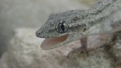 Mediodactylus